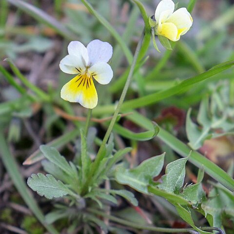 Viola contempta unspecified picture