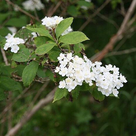 Deutzia parviflora unspecified picture