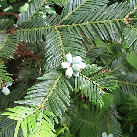 Cephalotaxus harringtonii unspecified picture