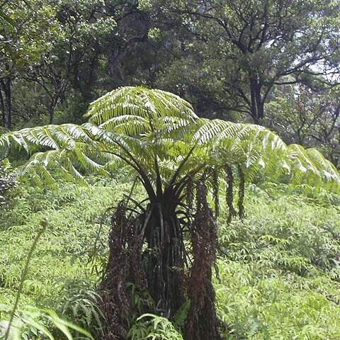 Cibotiaceae unspecified picture