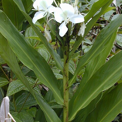 Hedychium unspecified picture