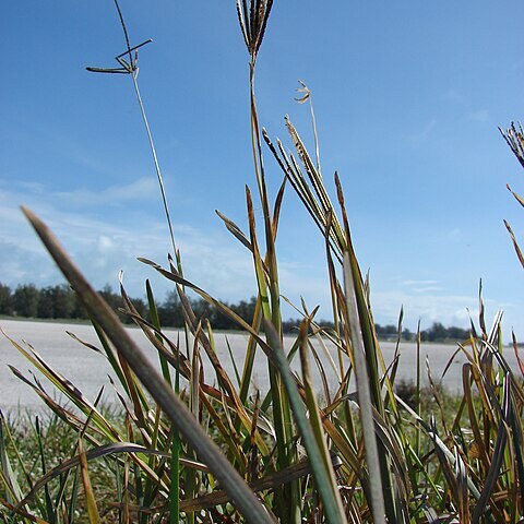 Eustachys unspecified picture