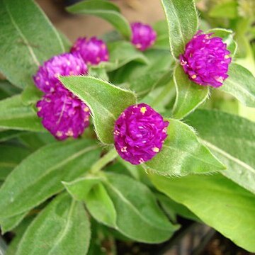 Gomphrena unspecified picture
