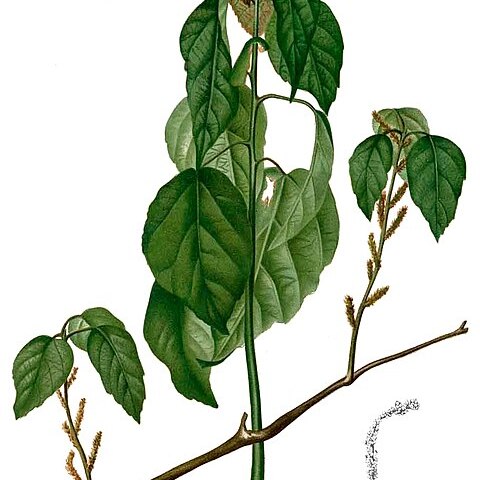 Alchornea sicca unspecified picture