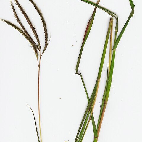 Dichanthium unspecified picture