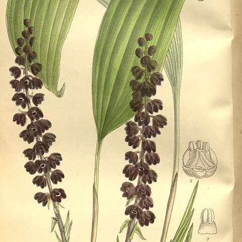 Peliosanthes unspecified picture