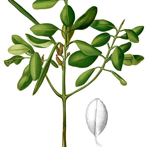 Ceriops tagal unspecified picture