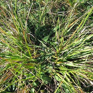 Danthonia unspecified picture