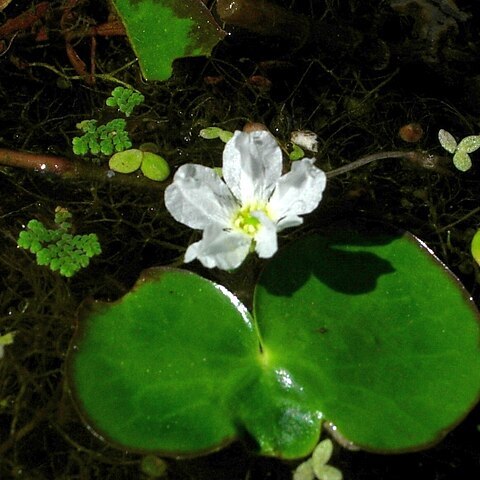 Nymphoides hydrophylla unspecified picture