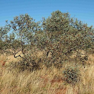 Eucalyptus pachyphylla unspecified picture