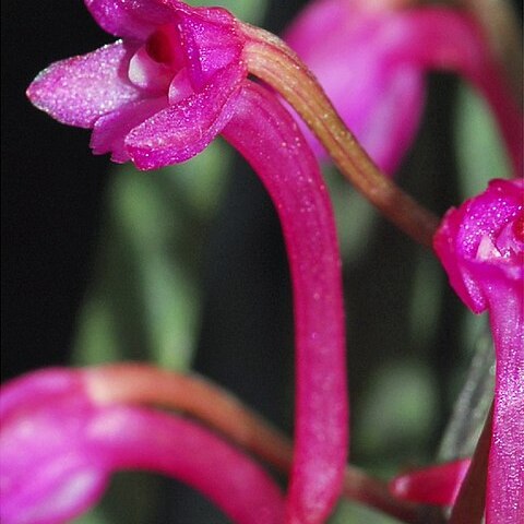 Holcoglossum gaoligongense unspecified picture
