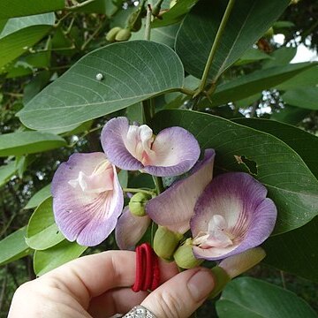 Clitoria arborescens unspecified picture