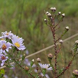 Symphyotrichum walteri unspecified picture