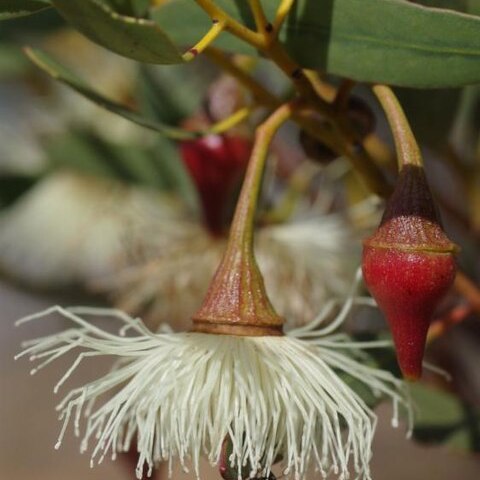 Eucalyptus armillata unspecified picture