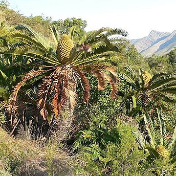 Encephalartos longifolius unspecified picture