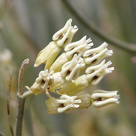 Asclepias subulata unspecified picture