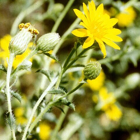Heterotheca shevockii unspecified picture