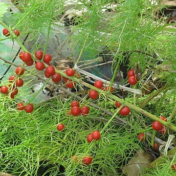 Asparagus schoberioides unspecified picture