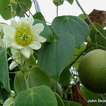 Passiflora hahnii unspecified picture