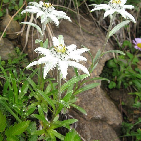 Leontopodium hayachinense unspecified picture