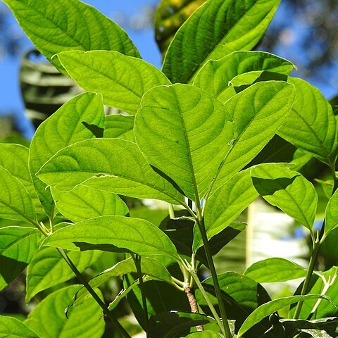 Saprosma ternata unspecified picture