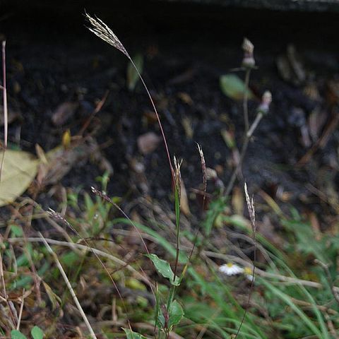 Arthraxon unspecified picture
