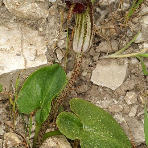 Arisarum unspecified picture