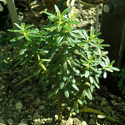 Peperomia galioides unspecified picture
