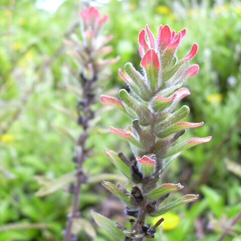 Castilleja scorzonerifolia unspecified picture