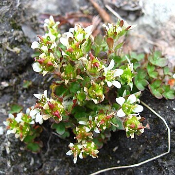 Saxifraga hyperborea unspecified picture