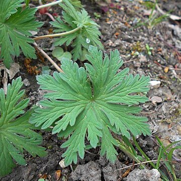 Geranium yunnanense unspecified picture