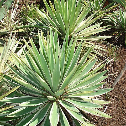 Agave vivipara unspecified picture
