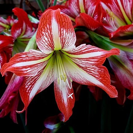 Hippeastrum correiense unspecified picture