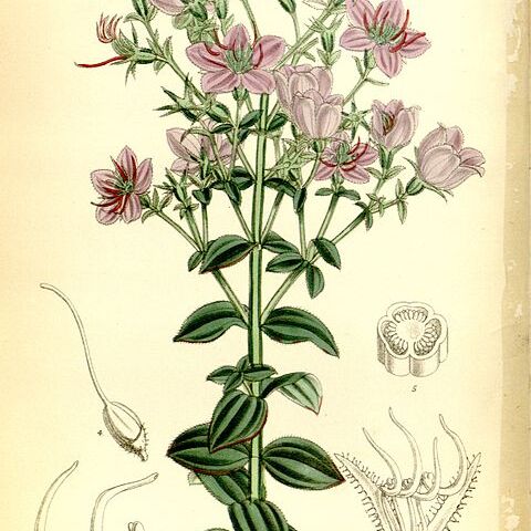 Acisanthera unspecified picture