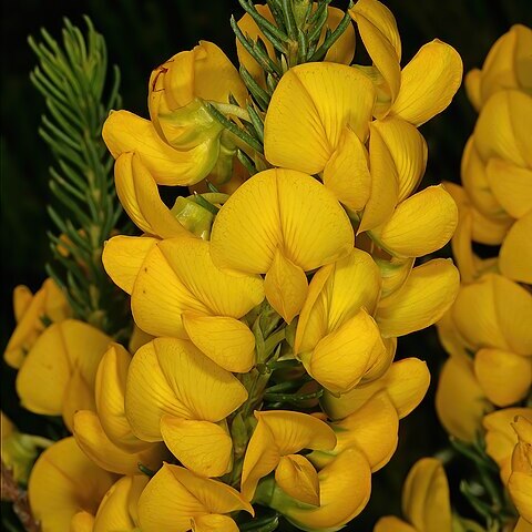 Cyclopia genistoides unspecified picture
