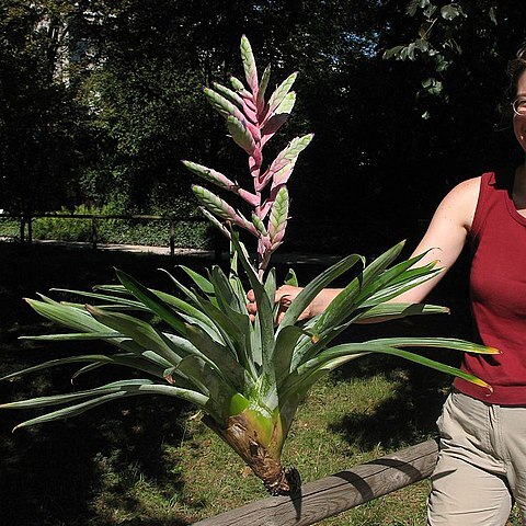 Tillandsia pomacochae unspecified picture