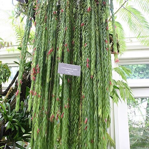 Ceratostema rauhii unspecified picture
