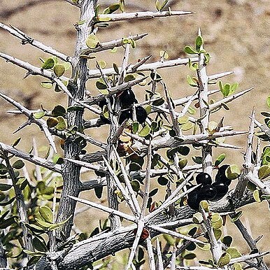 Schinus johnstonii unspecified picture