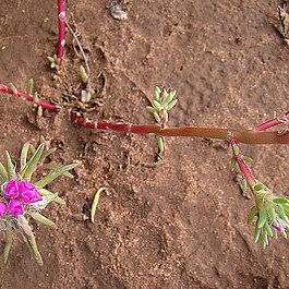 Portulaca mucronulata unspecified picture