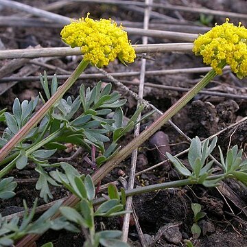Lomatium cous unspecified picture