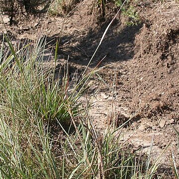 Bromus porteri unspecified picture