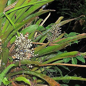 Aechmea angustifolia unspecified picture
