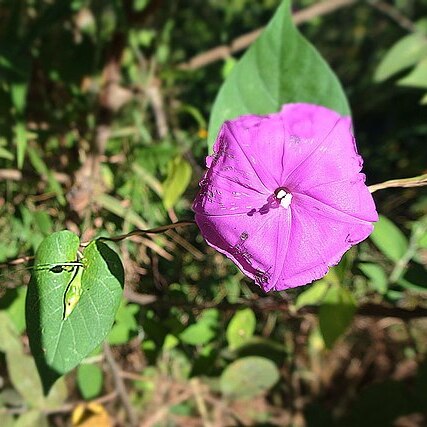 Ipomoea dumosa unspecified picture