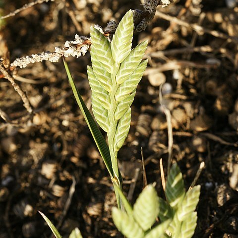 Desmazeria unspecified picture