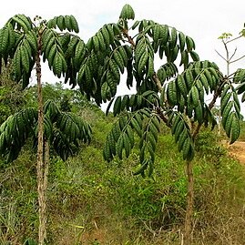 Andira legalis unspecified picture