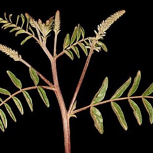 Glycyrrhiza acanthocarpa unspecified picture