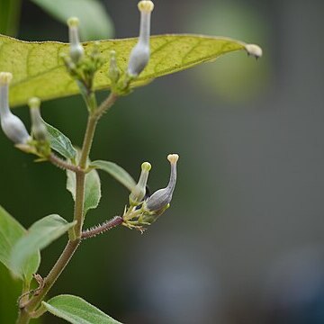 Ceropegia maccannii unspecified picture
