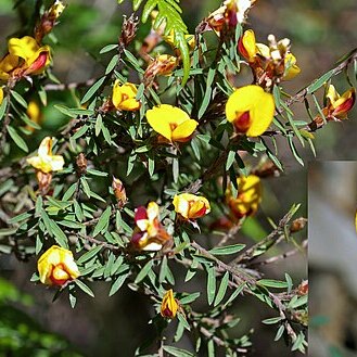 Pultenaea reflexifolia unspecified picture