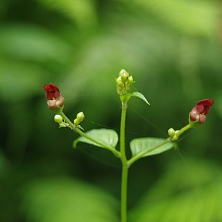 Scrophularia yoshimurae unspecified picture