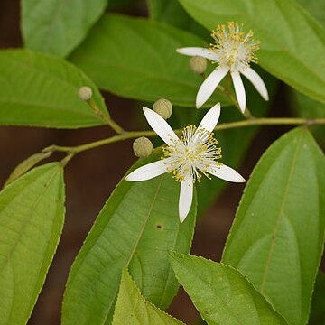 Grewia serrulata unspecified picture